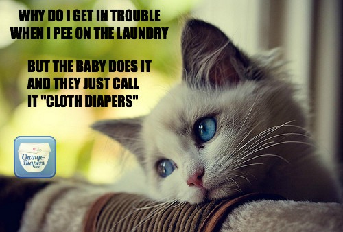 kitty wants #clothdiapers via @chgdiapers #humor
