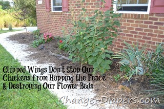 @chgdiapers 1 front flower bed
