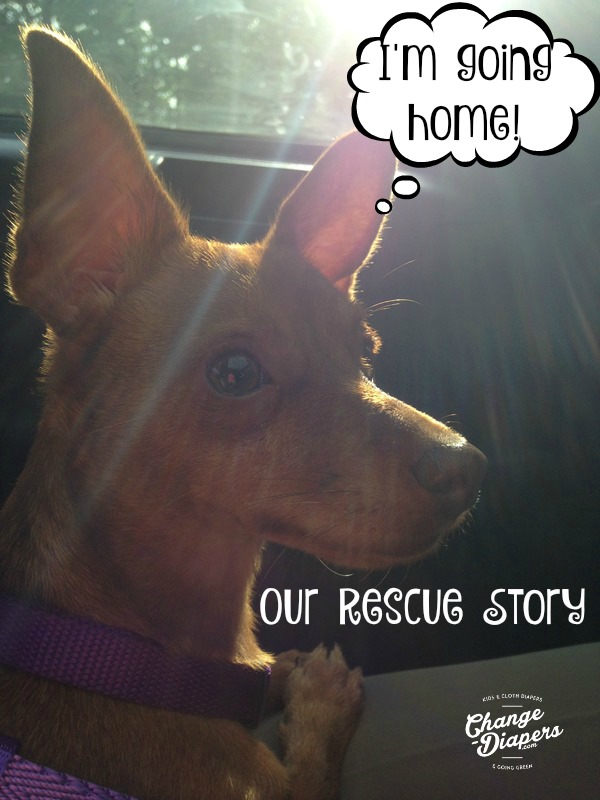 Dog Rescue Story via @chgdiapers