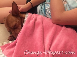 dog rescue story via @chgdiapers