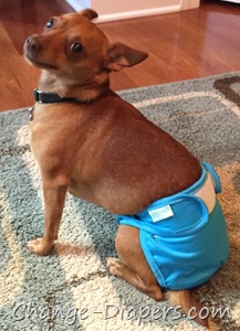 Cloth diapers for dogs via @chgdiapers 1