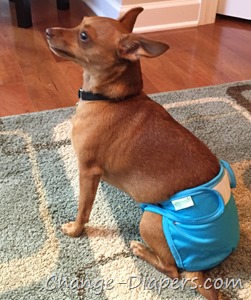 Cloth diapers for dogs via @chgdiapers 7