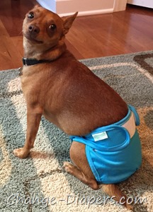 Cloth diapers for dogs via @chgdiapers 8