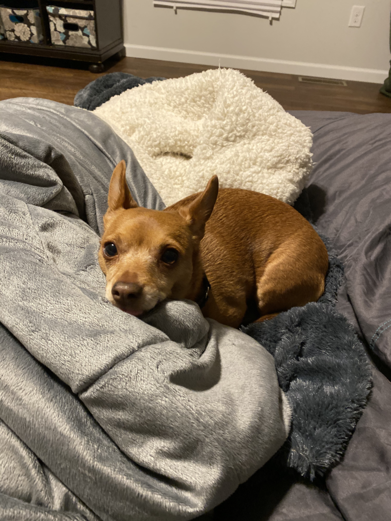 Biggest Puppy Bed Ever - LoveSac Giant Bean Bag